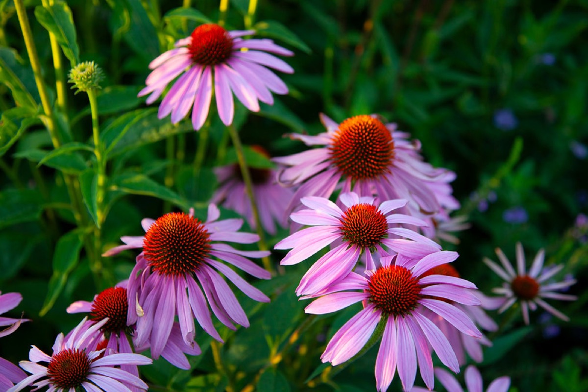 Sun Seekers: The Best Flowers for Jamestown's Sun Spots