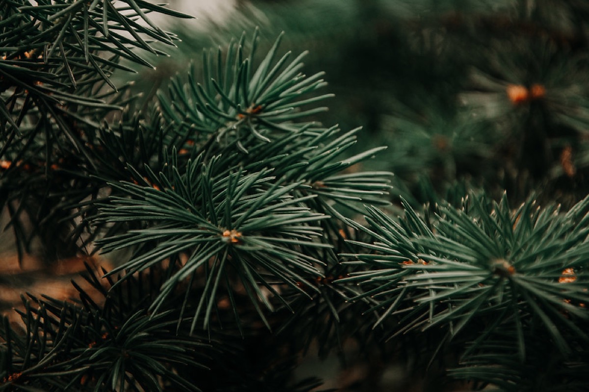 Preventing Winter Burn