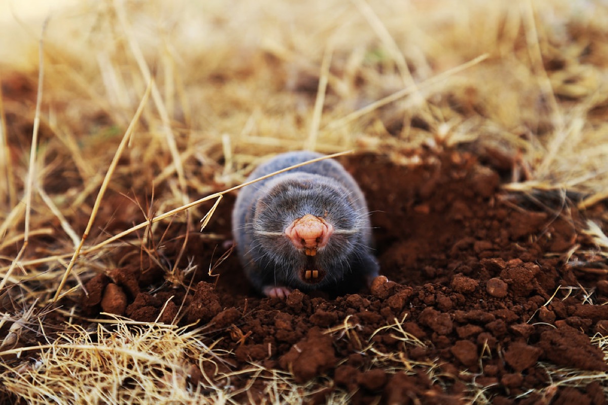 Voles vs. Moles