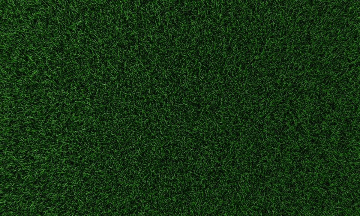 The Best Grass for Jamestown